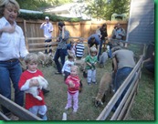 petting zoo 1