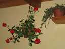 IMG_2579.JPG