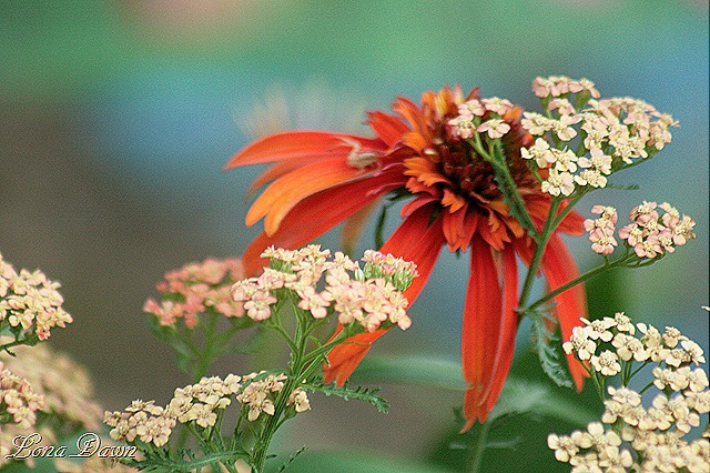 [HotPapaya_ApricotDelight%255B9%255D.jpg]