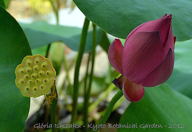 Glória Ishizaka - Flor de Lótus -  Kyoto Botanical Garden 2012 - 2