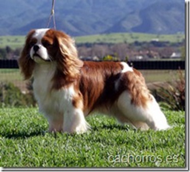 Cavalier King Charles Spaniel