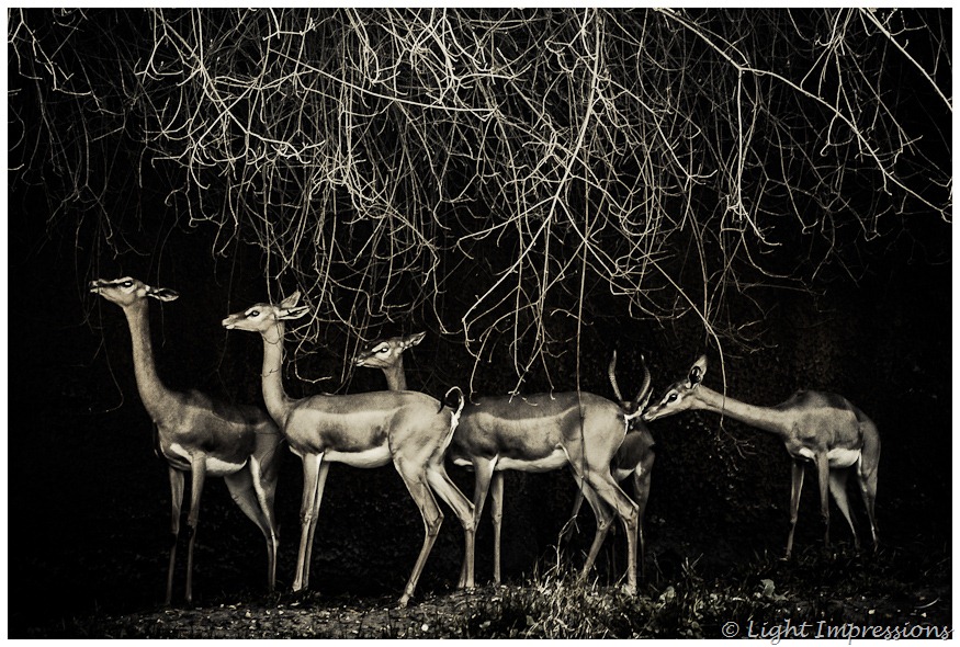Light Impressions-Speke's Gazelles