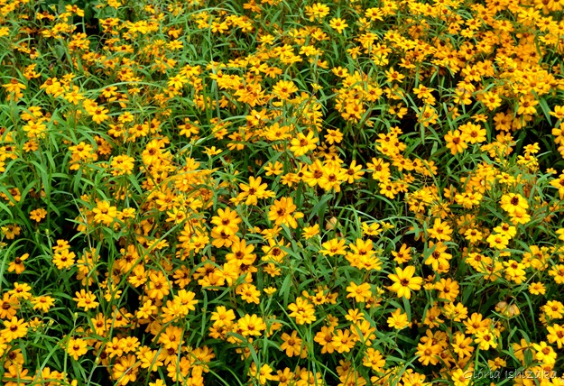 Glória Ishizaka - Flor amarela 19
