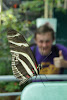 Butterfly ruins beautiful photo