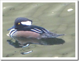 Florida vacation at condo male Hooded merganser duck closeup