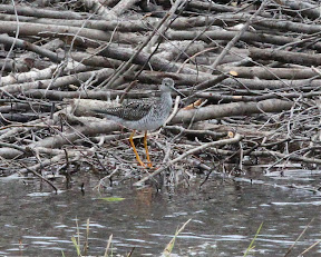 Greater Yellowlegs in a bog near Echo Lake