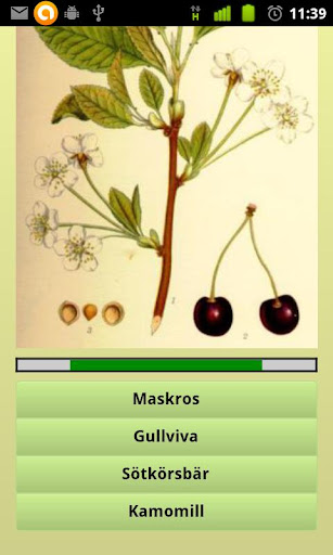 Svea Flora Gratis