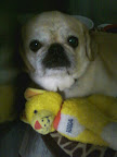 Frenchie-Pug Abby's list for Santa: 