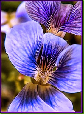 Violeta Queen Charlotte Violeta Queen Charlotte