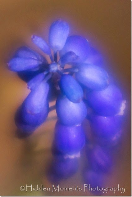 Grape Hyacinth 1
