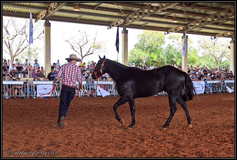 il/Фото: Stallion Show 2011 (20110416 stllion show 035 2099)