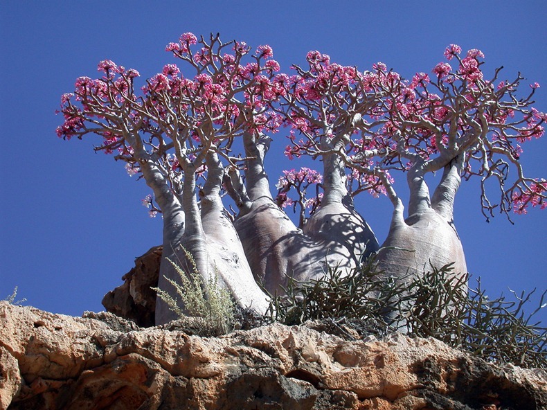 جزيرة سوقطره عندما تكشف الطبيعة عن جمالها Socotra-3%25255B2%25255D