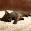 Jigae chillin in his spot.