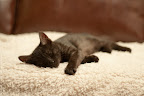 Jigae chillin in his spot.