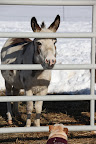 It took a little while before we were allowed to go outside because so much snow had drifted up against the paddock gates and they couldn't be opened.