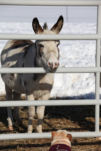 It took a little while before we were allowed to go outside because so much snow had drifted up against the paddock gates and they couldn't be opened.