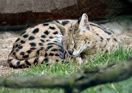 [SavannahCat%25203%255B2%255D.jpg]