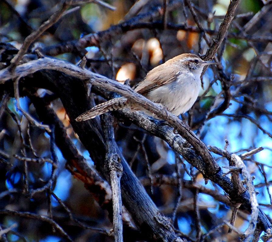 [8.%2520bewicks%2520wren-kab%255B4%255D.jpg]