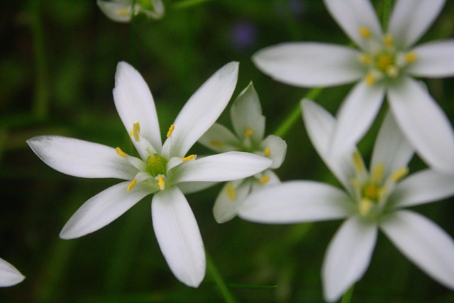 [springpaperwhite%255B3%255D.jpg]