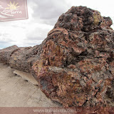 Old Faithful - Rainbow Forest -Petrified Forest National Park - Flagstaff, AZ