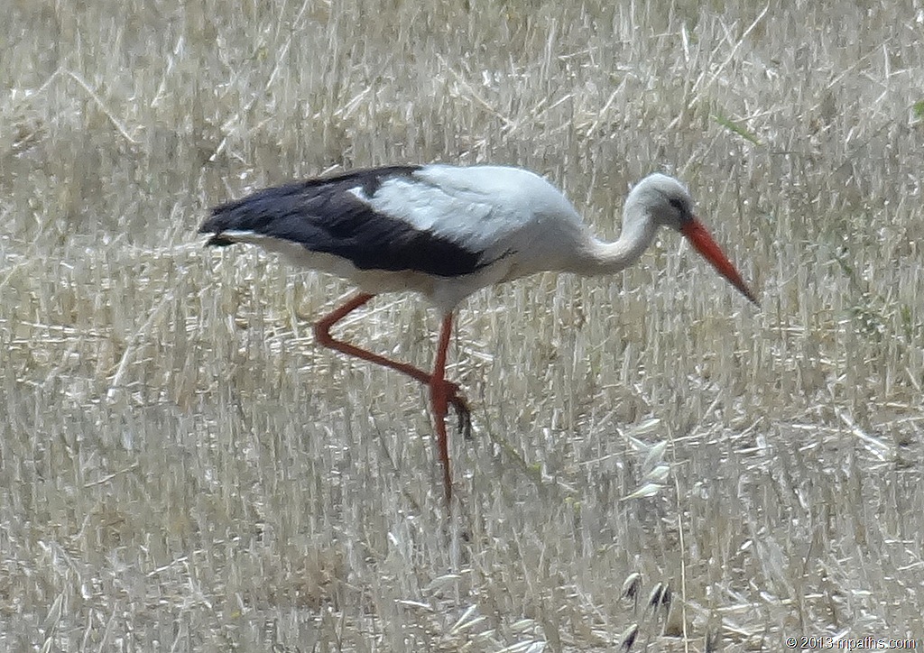 [2013-04-23%2520Storks%2520009%255B8%255D.jpg]