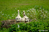 Natura :: Oasi Lipu di Racconigi (TO)