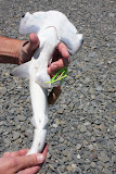 A baby Hammerhead Shark, TeAwanga, NZ