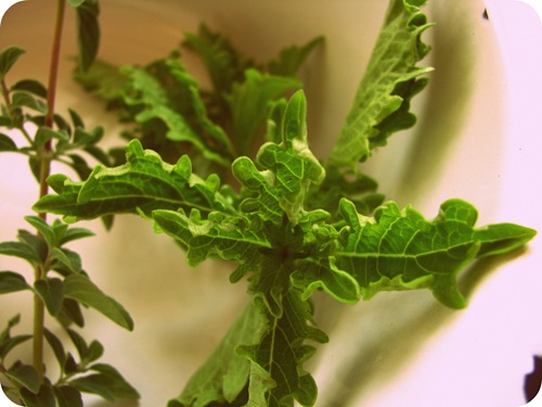 Curly basil