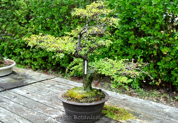 Glória Ishizaka -   Kyoto Botanical Garden 2012 - 51
