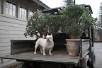 It's because today, I'm supervising the removal of plants from inside the house.  On weekends, when Martha entertains, she likes to fill the rooms with many gorgeous plants from the greenhouse.
