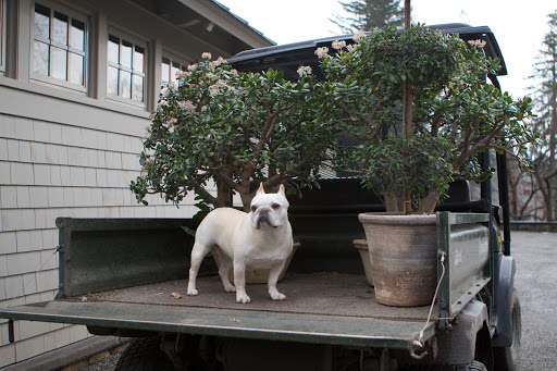 It's because today, I'm supervising the removal of plants from inside the house. On weekends, when Martha entertains, she likes to fill the rooms with many gorgeous plants from the greenhouse. It's because today, I'm supervising the removal of plants from inside the house. On weekends, when Martha entertains, she likes to fill the rooms with many gorgeous plants from the greenhouse.