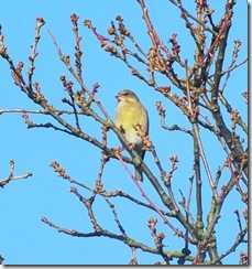 greenfinch