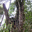 Old tree