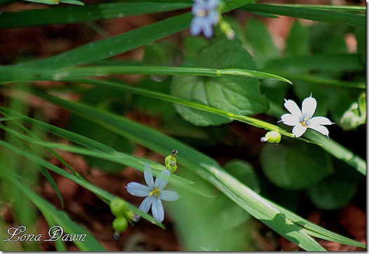 Blueeyed_Grass