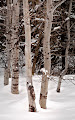 Winter Birch