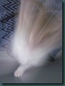 IMG_0776 IMG_0776