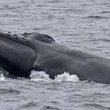 Humpback whale
