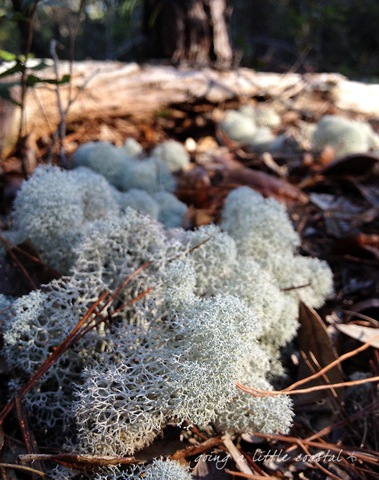 [moss3_edited-1%255B7%255D.jpg]