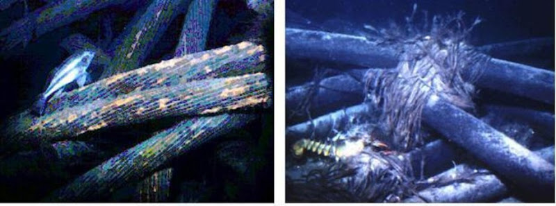 Internet Undersea World