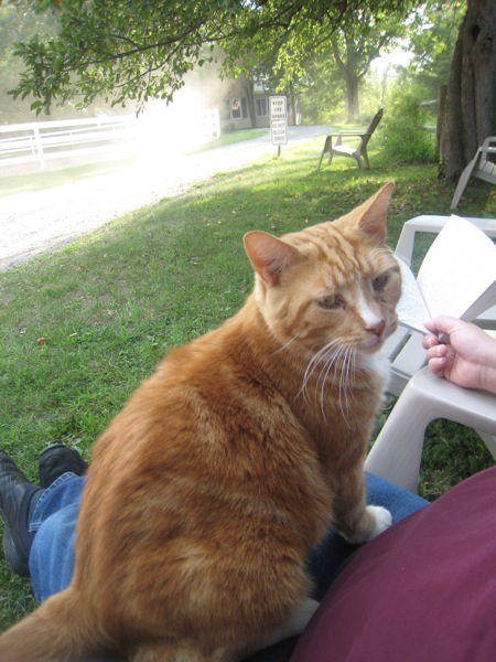 Cat at Double V Stables helping me read