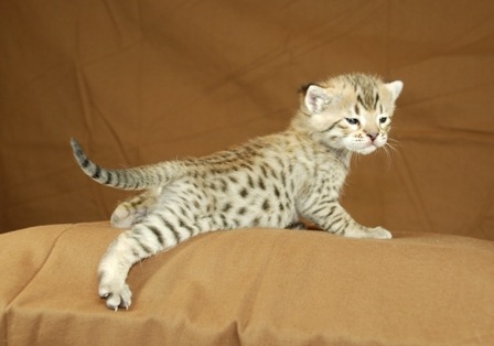 [savannah-kitten5%255B2%255D.jpg]