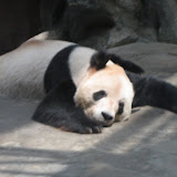 China 2007 - Beijing Zoo
