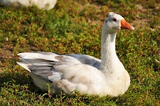 DSC_1982.JPG