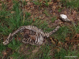 deer skeleton deer skeleton