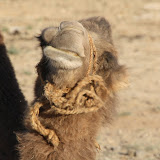 Camels like to shake their lips