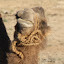 Camels like to shake their lips