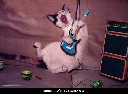 Two cats decided to marry..