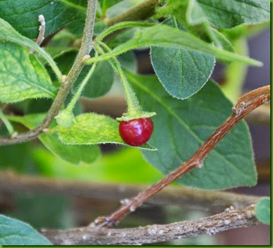 Capsicum-rhomboideum