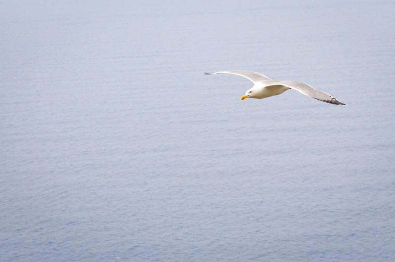 corniglia seagull corniglia seagull