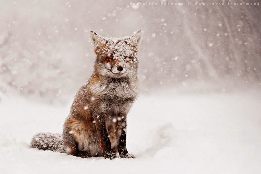 [foxes-wildlife01%255B9%255D.jpg]